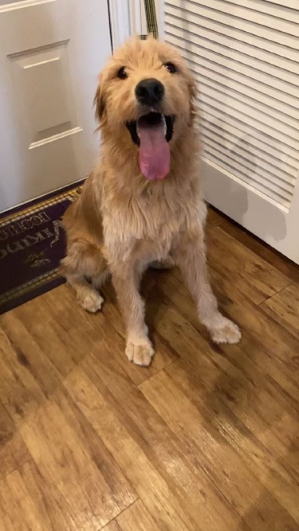 Safe Golden Retriever in Denver, CO
