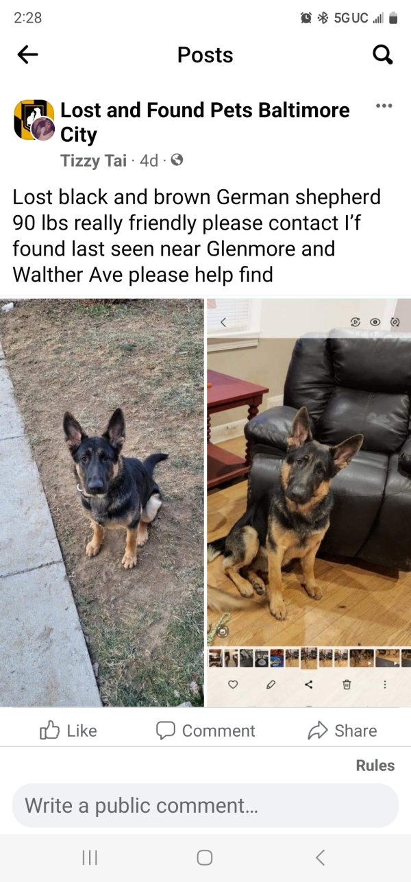 Lost German Shepherd Dog in Baltimore, MD