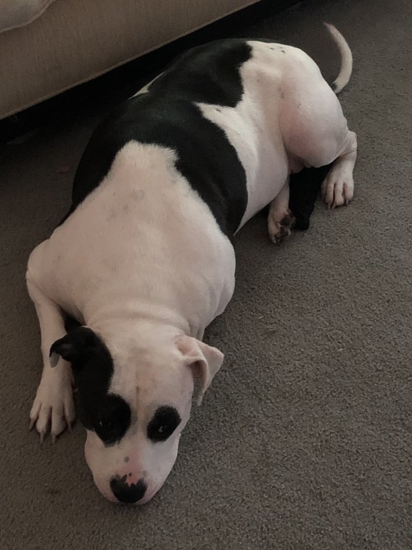 Safe American Bulldog in Chicago, IL