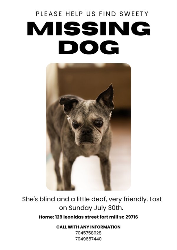 Lost Boston Terrier in South Carolina