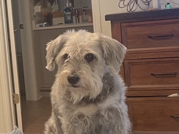 Lost Standard Schnauzer in Texas