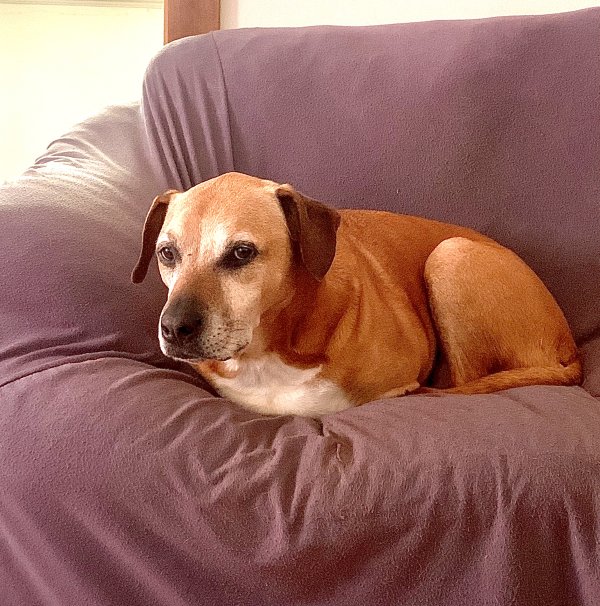 Lost Black Mouth Cur in North Carolina