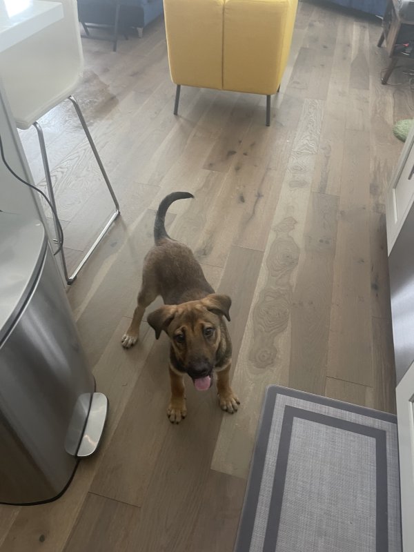 Safe Mutt in Houston, TX