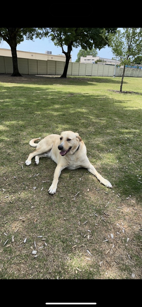 Lost Labrador Retriever in Texas