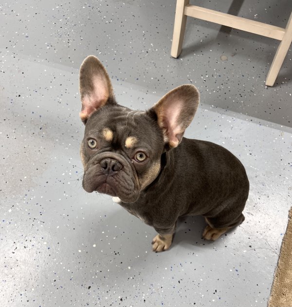 Safe French Bulldog in Las Vegas, NV