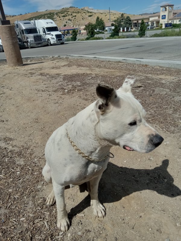 Safe Pit Bull in San Diego, CA