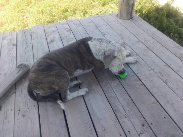 Safe Pit Bull in Keenesburg, CO