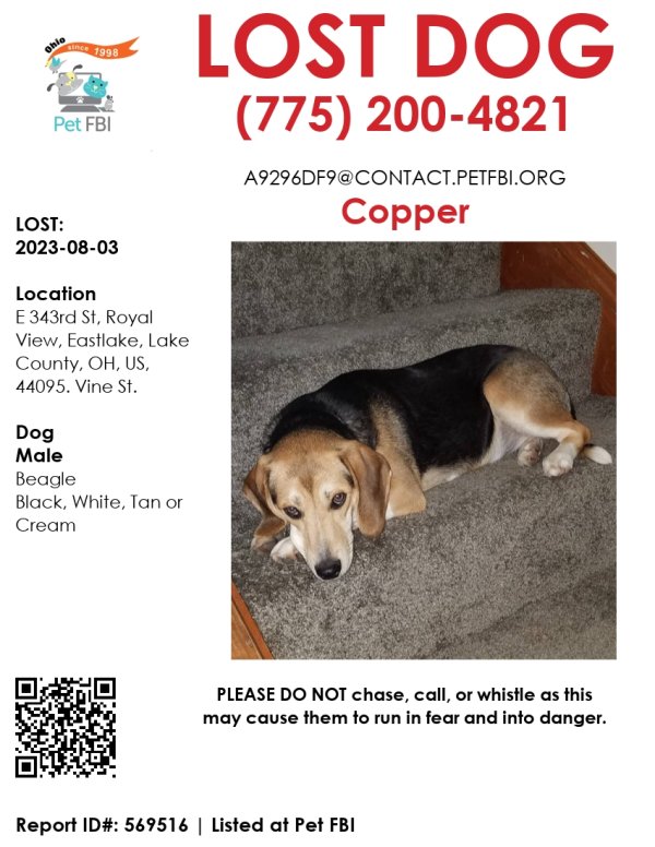 Lost Beagle in Ohio