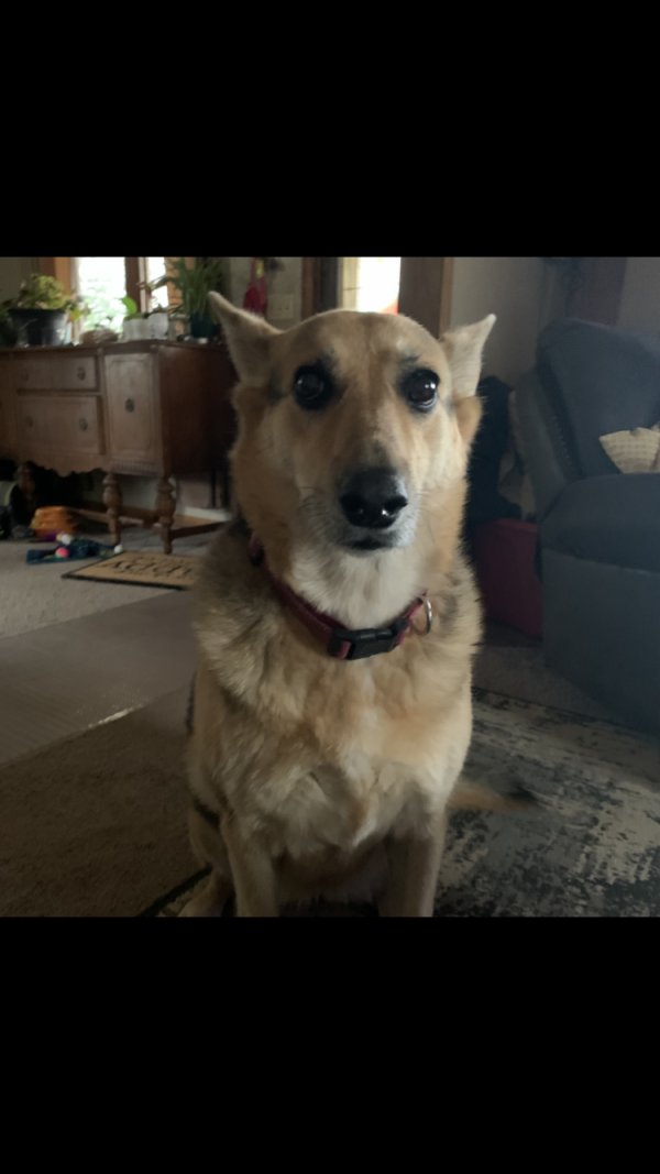 Lost German Shepherd Dog in Wisconsin