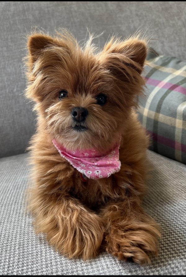 Lost Pomeranian in New York