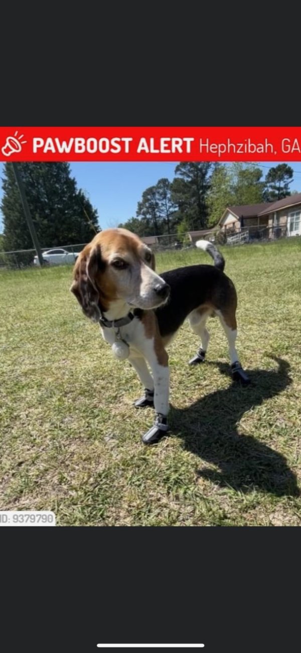 Lost Beagle in Georgia