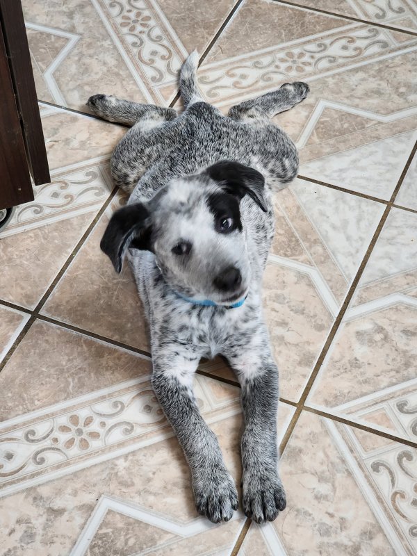 Safe Australian Cattle Dog in Houston, TX