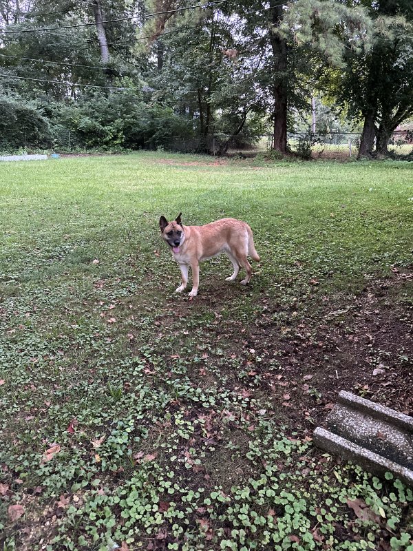 Found German Shepherd Dog in Chattanooga, Tennessee