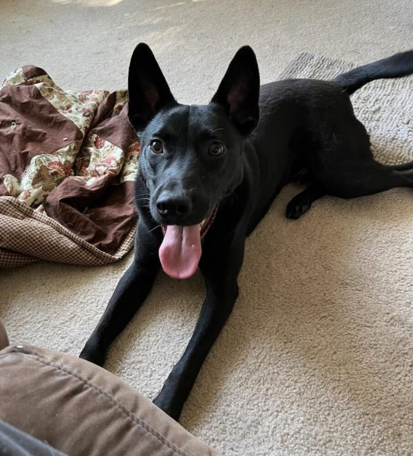 Safe Belgian Malinois in Webster, WI