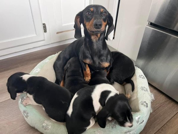 Safe Dachshund in Lugoff, SC