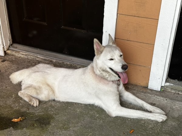 Safe Dog in Houston, TX