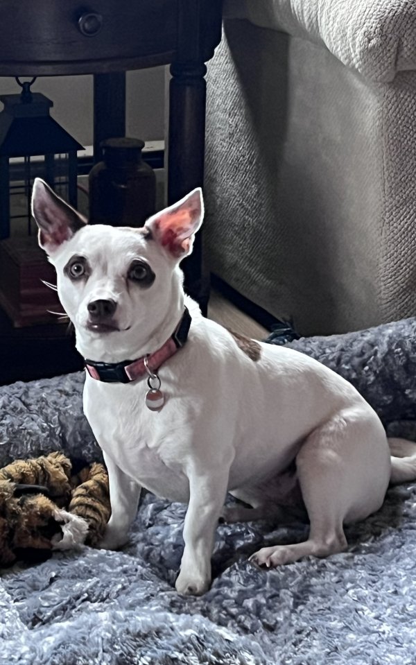 Safe Mutt in Hannacroix, NY