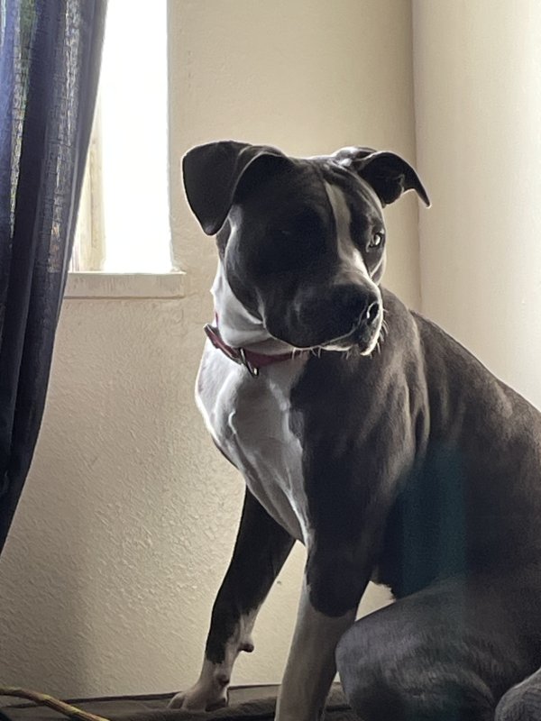 Safe Pit Bull in Aurora, CO