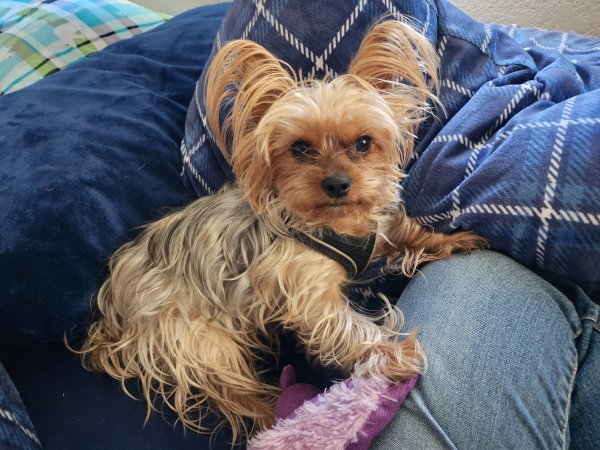 Lost Yorkshire Terrier 