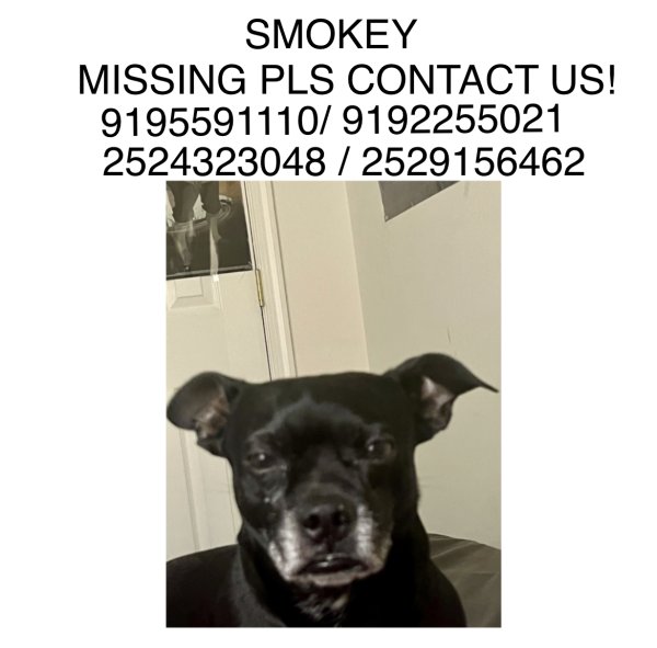 Safe Chihuahua in Raleigh, NC