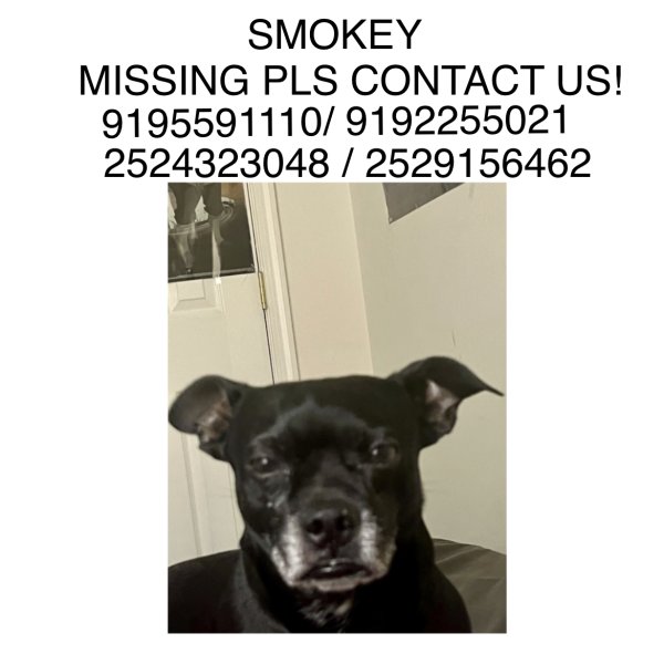 Lost Chihuahua in Raleigh, NC