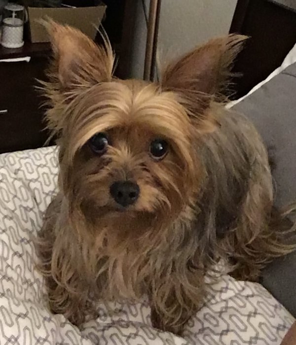Lost Yorkshire Terrier in California