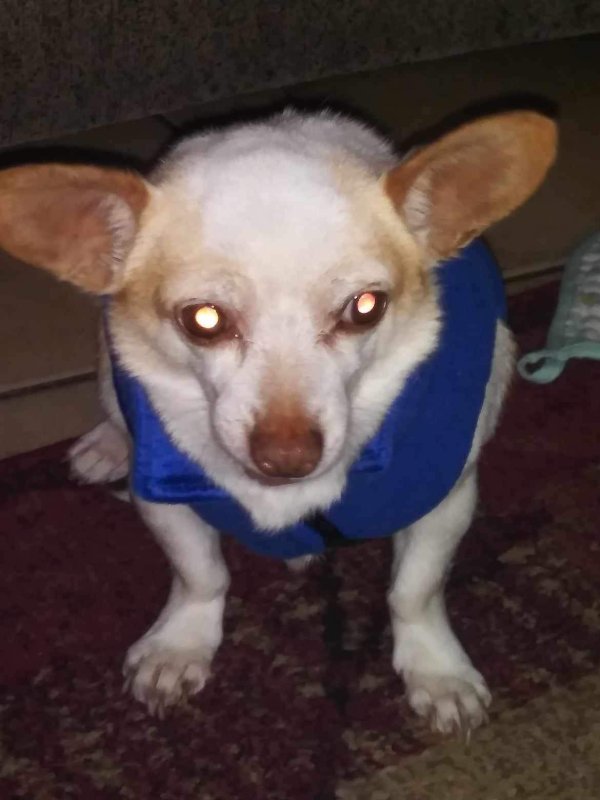 Lost Chihuahua in Arizona