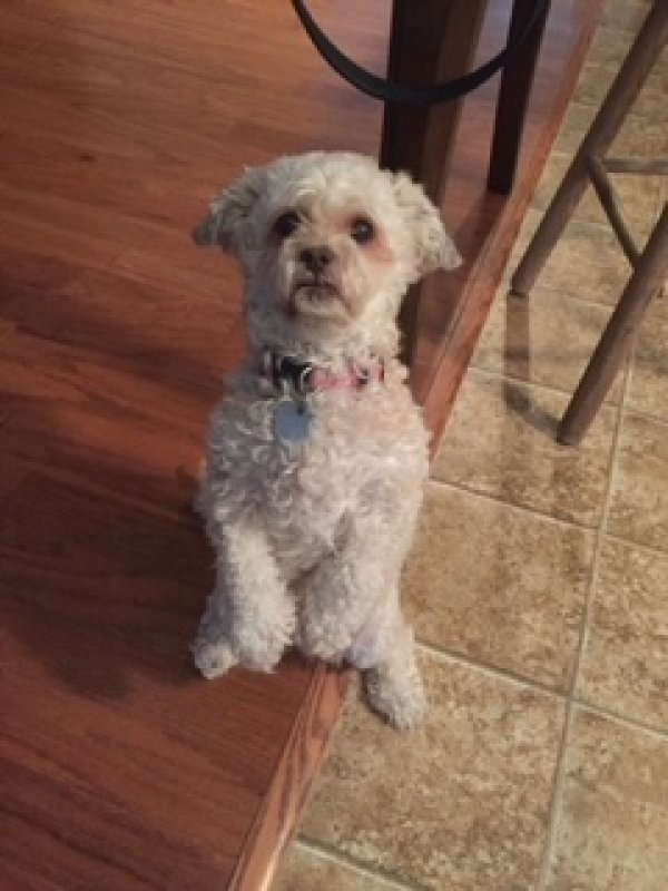 Safe Maltese in Atlanta, GA
