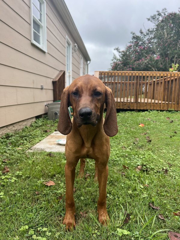 Found Redbone Coonhound in Chattanooga, Tennessee