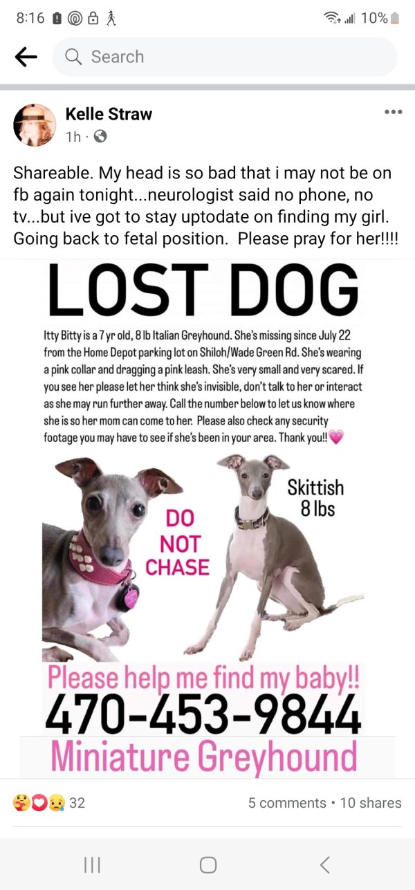 Safe Italian Greyhound in Kennesaw, GA