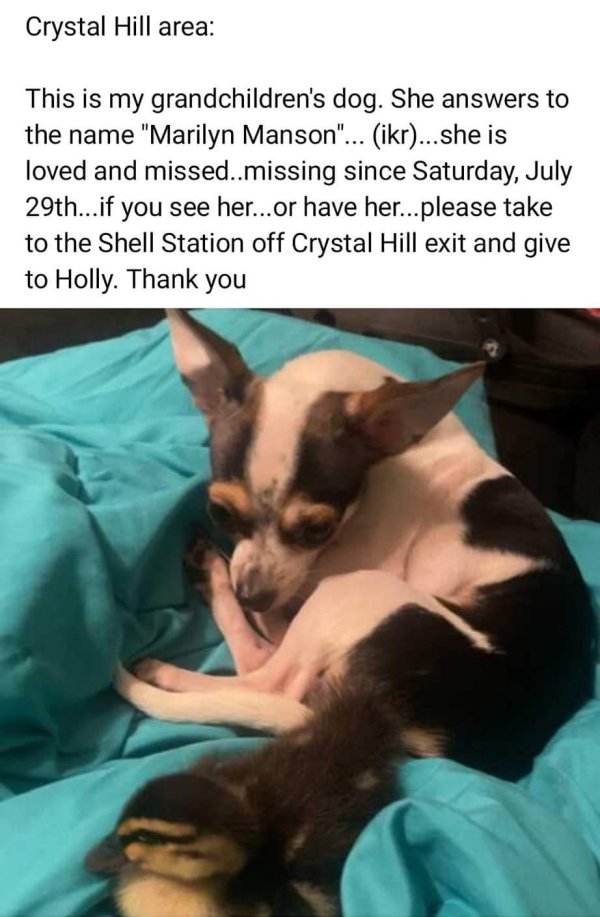Lost Chihuahua in Arkansas