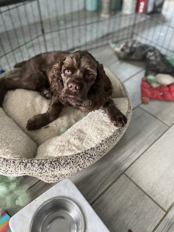 Safe Cocker Spaniel in Haralson, GA