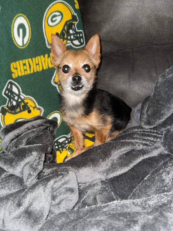 Safe Chihuahua in Green Bay, WI