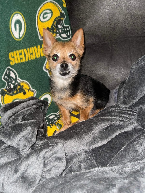 Lost Chihuahua in Wisconsin