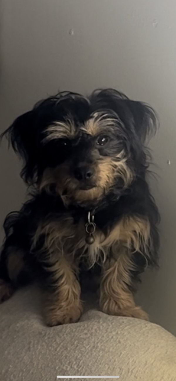 Safe Mutt in Lithonia, GA