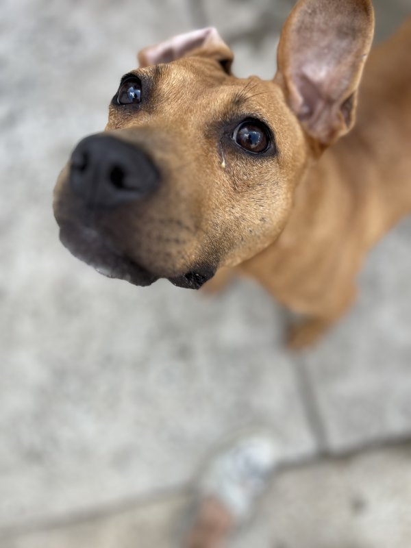 Safe Mutt in Philadelphia, PA