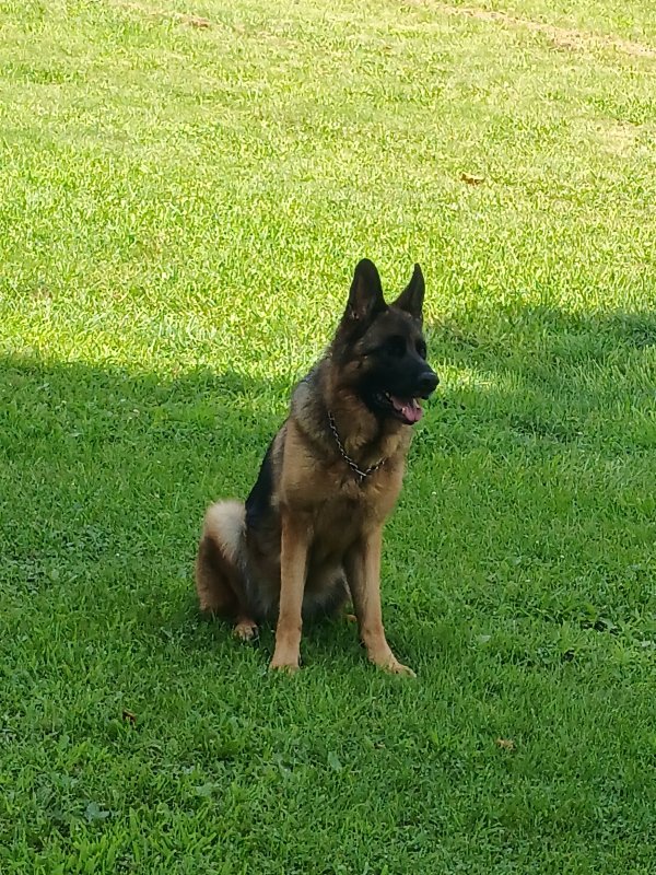Safe German Shepherd Dog in Pacoima, CA