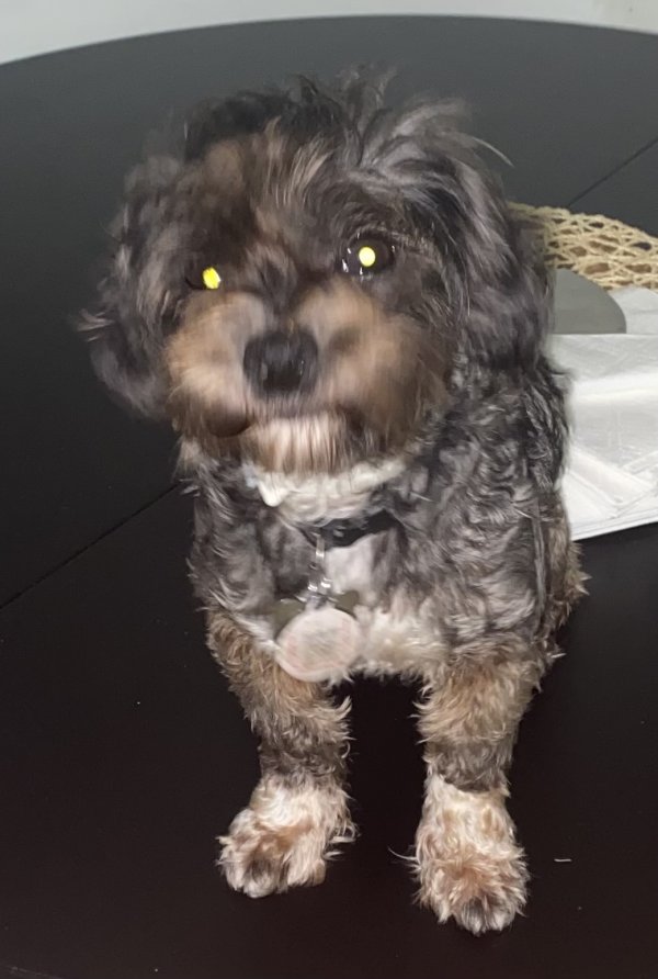 black dog owners poodle｜TikTok Search