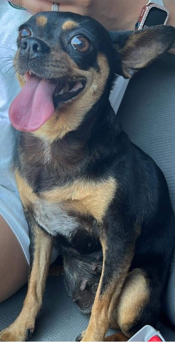 Safe Chihuahua in Garden Grove, CA