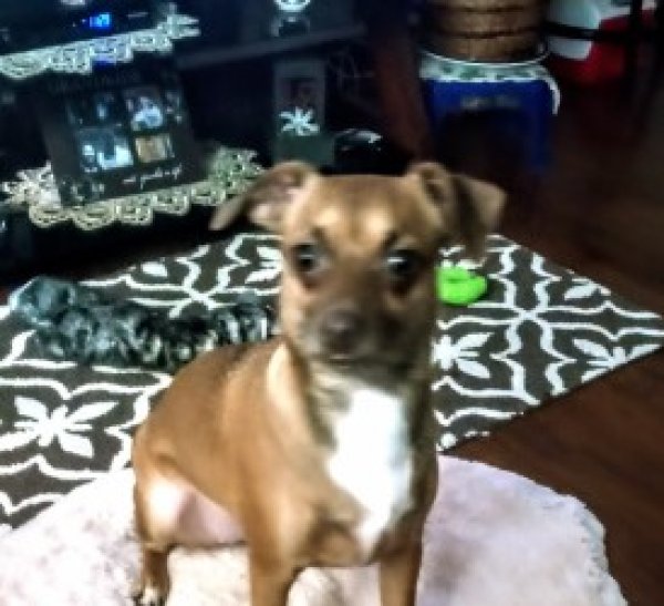 Lost Chihuahua in Port Richey, FL