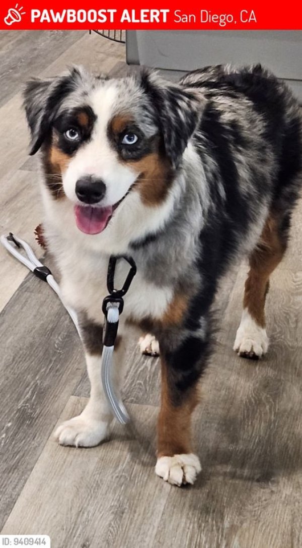 Safe Australian Shepherd in San Diego, CA