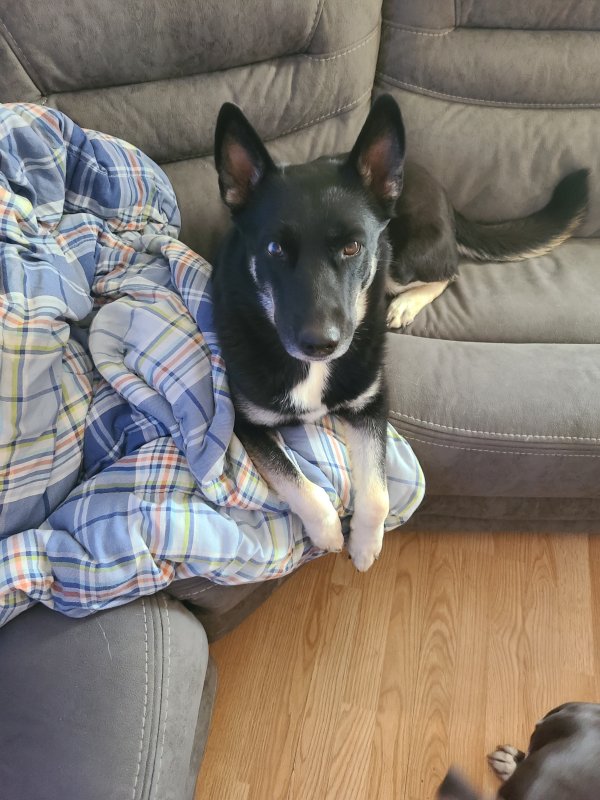 Safe Siberian Husky in Riverton, WY