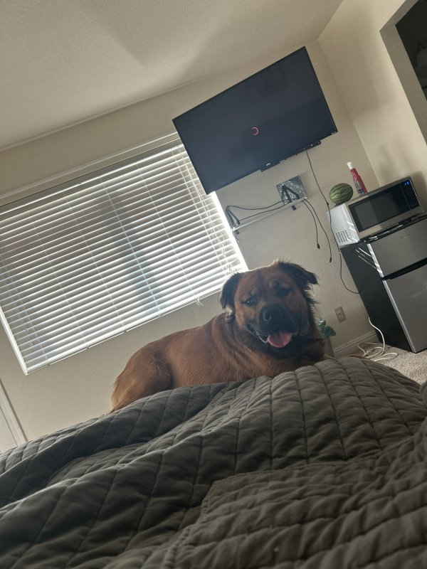 Safe Dog in San Diego, CA