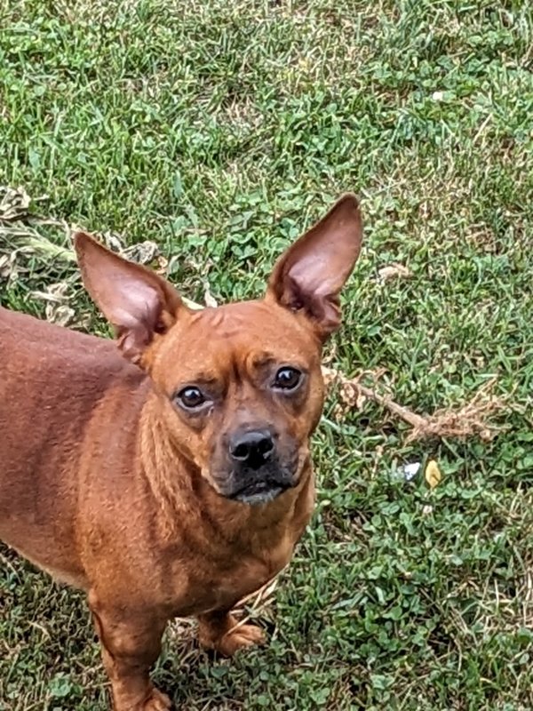 Safe Mutt in Cincinnati, OH