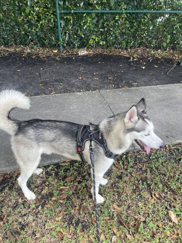 Safe Siberian Husky in Miami, FL