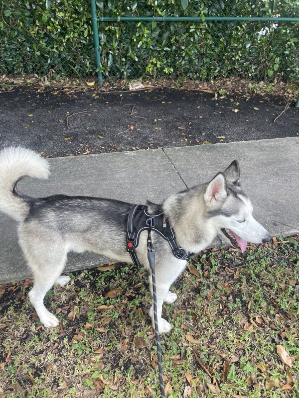 Found Siberian Husky in Miami, FL