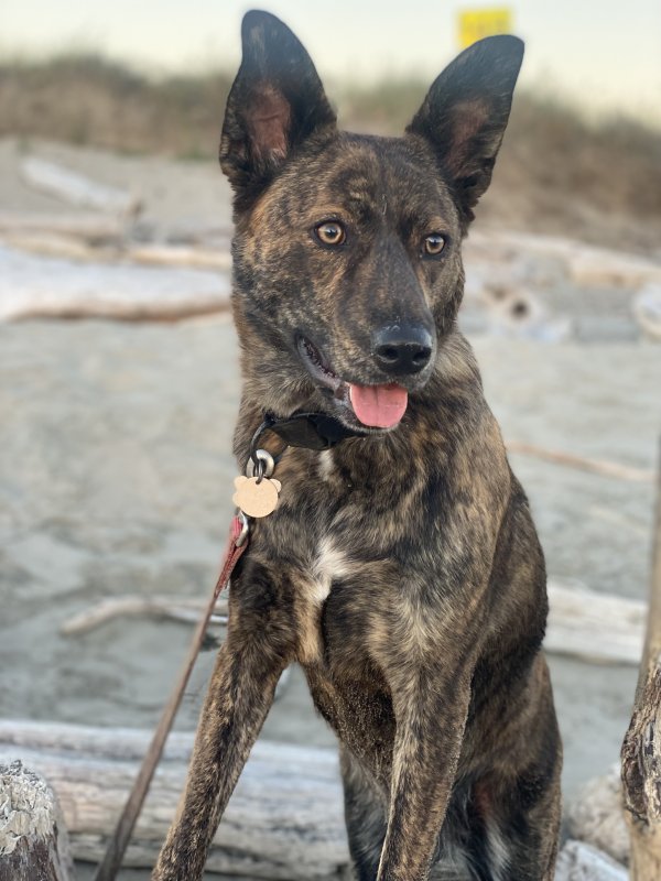 Lost Belgian Malinois in Oregon