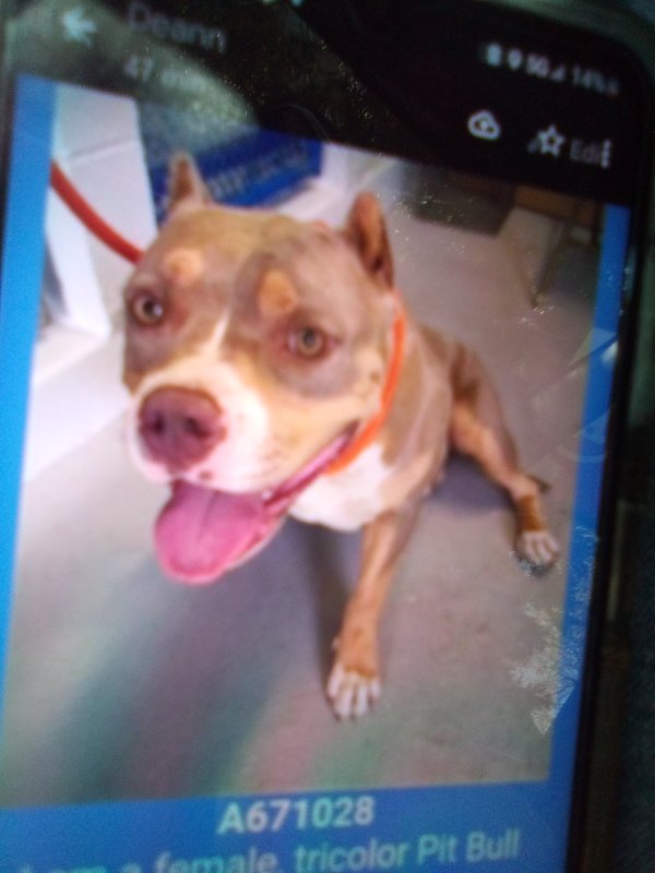 Safe Pit Bull in Sacramento, CA