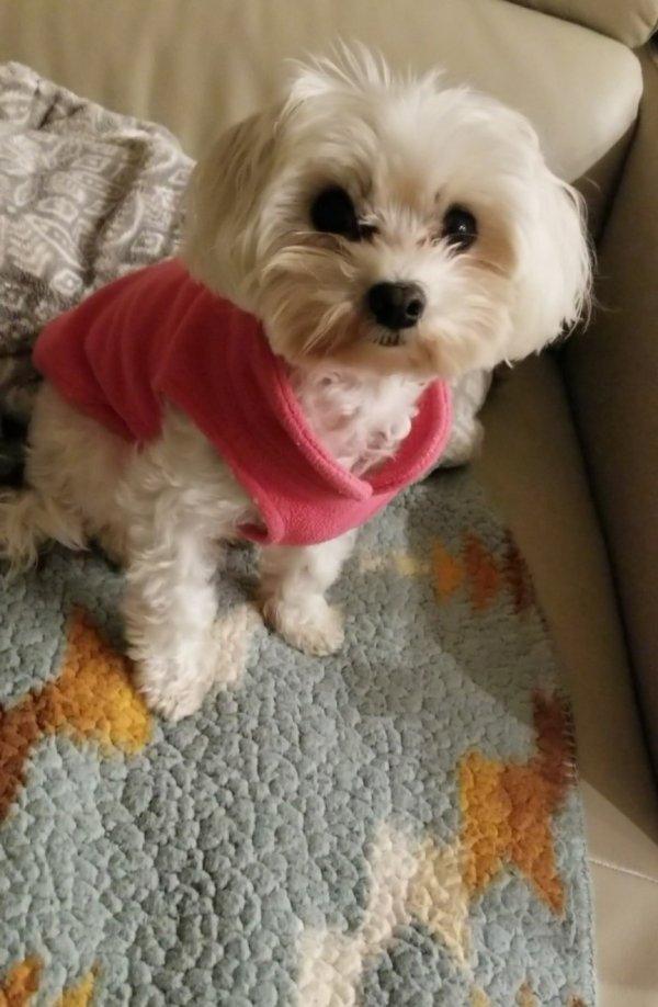 Lost best sale maltese dog