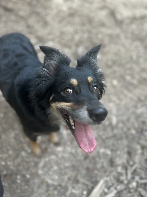Safe Australian Shepherd in Cedar Park, TX